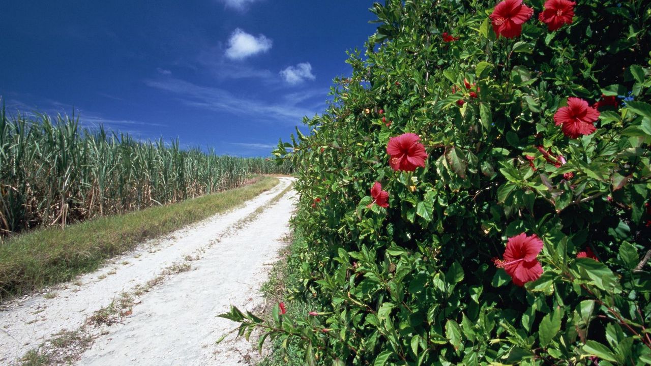Wallpaper road, field, grass, dogrose, flowers