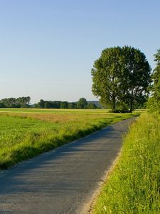 Preview wallpaper road, field, greens, traces, asphalt, trees