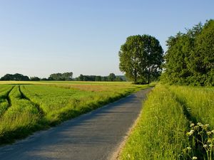 Preview wallpaper road, field, greens, traces, asphalt, trees