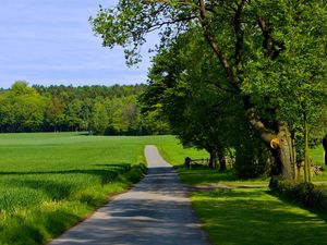 Preview wallpaper road, field, greens, summer, trees, grass