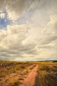 Preview wallpaper road, field, landscape