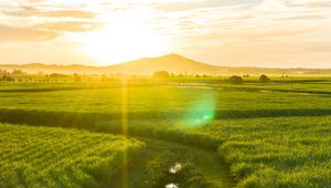 Preview wallpaper road, field, sunlight, bright, glare, landscape