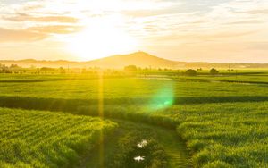 Preview wallpaper road, field, sunlight, bright, glare, landscape