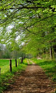 Preview wallpaper road, field, trees, landscape