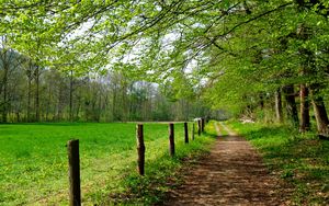 Preview wallpaper road, field, trees, landscape