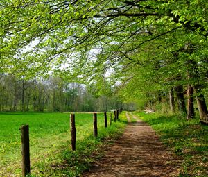 Preview wallpaper road, field, trees, landscape