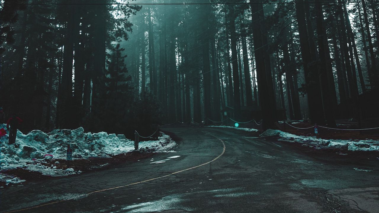 Wallpaper road, fog, forest