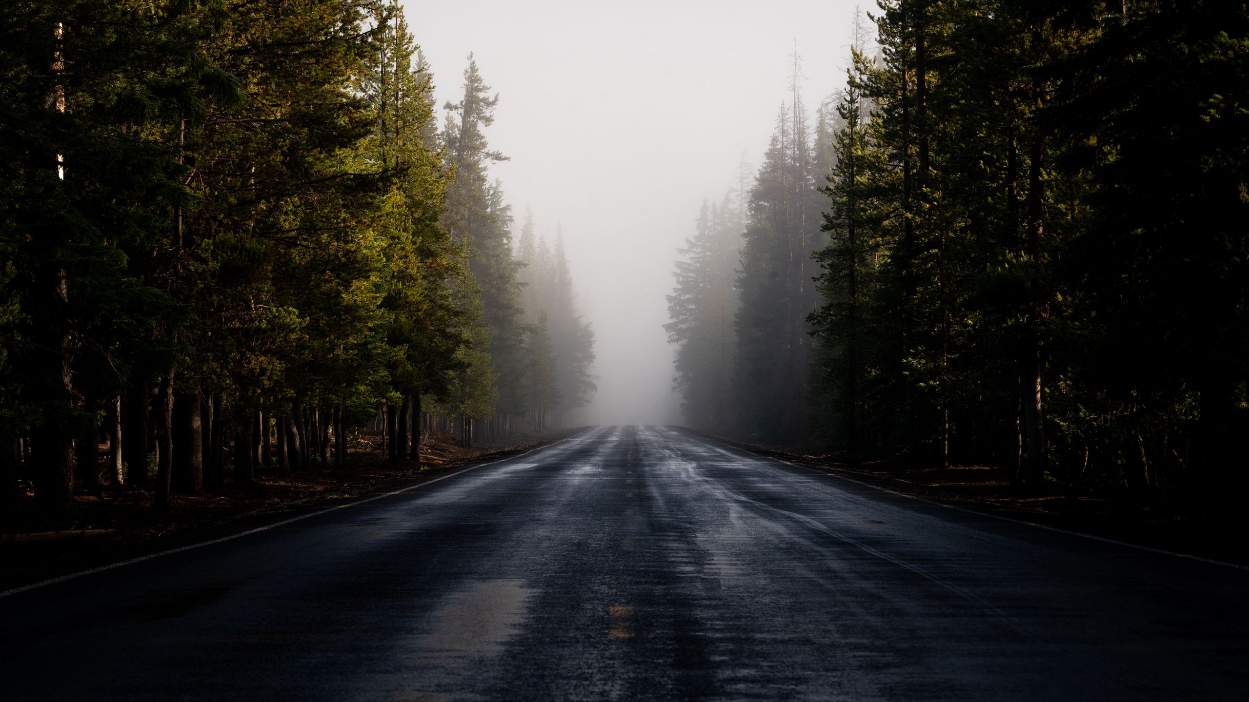 Download wallpaper 2560x1440 road, fog, forest, trees, asphalt ...