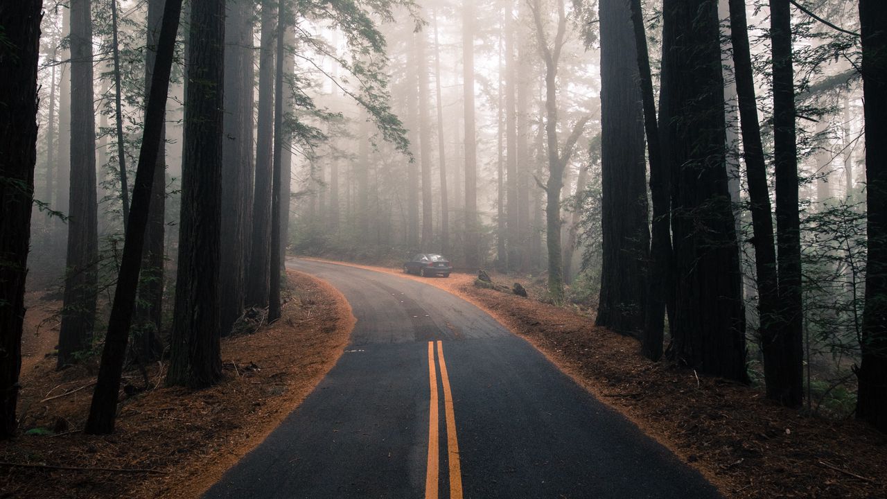 Wallpaper road, fog, marking, forest, trees