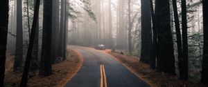 Preview wallpaper road, fog, marking, forest, trees