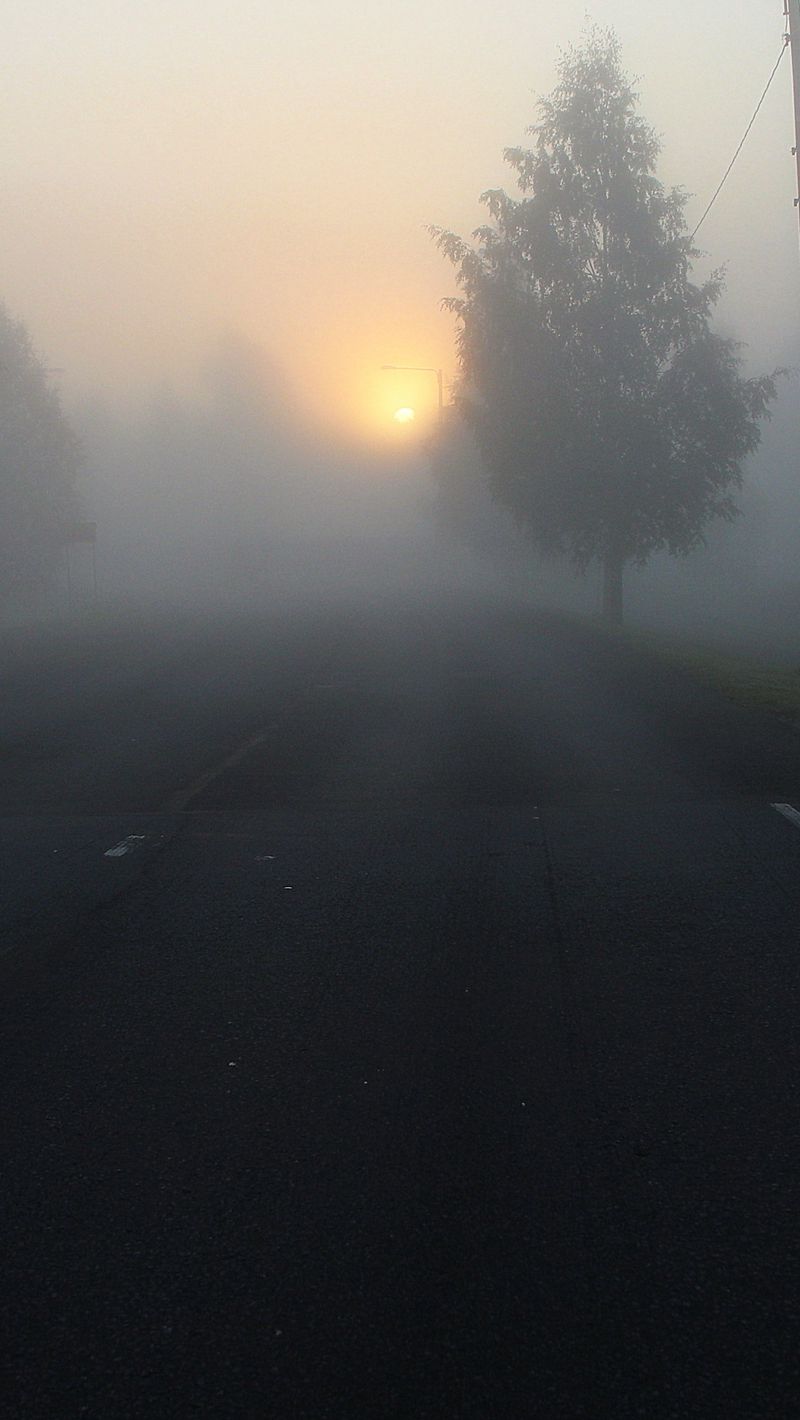 800x1420 Wallpaper road, fog, trees, dark