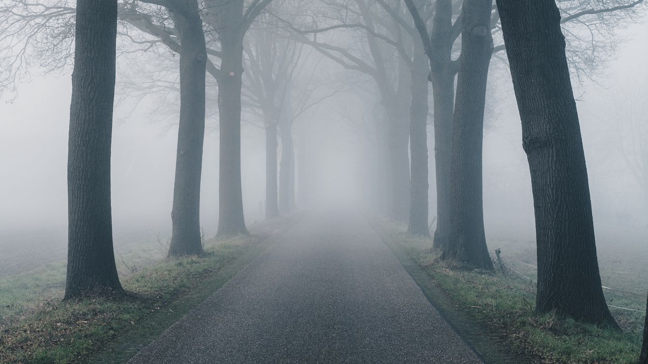 Wallpaper road, fog, trees, nature