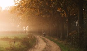 Preview wallpaper road, fog, trees, cyclist, nature