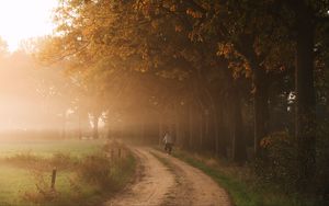 Preview wallpaper road, fog, trees, cyclist, nature