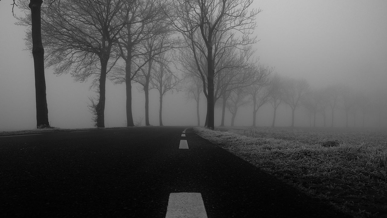 Wallpaper road, fog, trees, bw