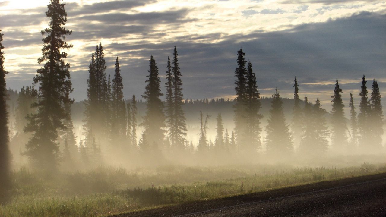 Wallpaper road, fog, trees, fur-trees