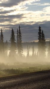 Preview wallpaper road, fog, trees, fur-trees