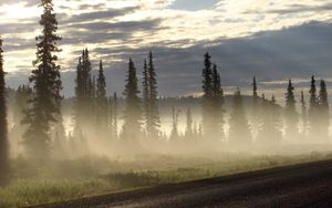 Preview wallpaper road, fog, trees, fur-trees