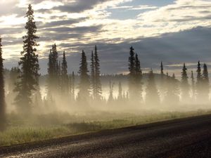 Preview wallpaper road, fog, trees, fur-trees