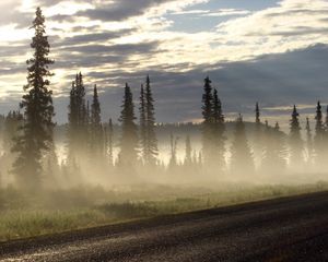 Preview wallpaper road, fog, trees, fur-trees