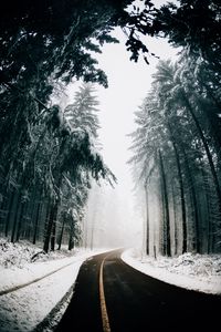 Preview wallpaper road, fog, winter, trees, turn, asphalt