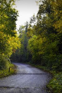Preview wallpaper road, foliage, trees, autumn
