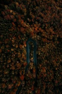 Preview wallpaper road, forest, aerial view, turn, trees, tops