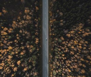 Preview wallpaper road, forest, aerial view, trees, treetops