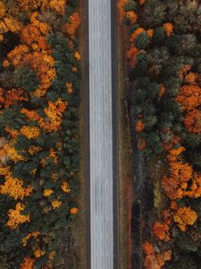 Preview wallpaper road, forest, aerial view, highway, trees, autumn