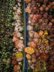 Preview wallpaper road, forest, aerial view, trees, treetops