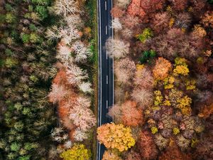 Preview wallpaper road, forest, aerial view, trees, treetops