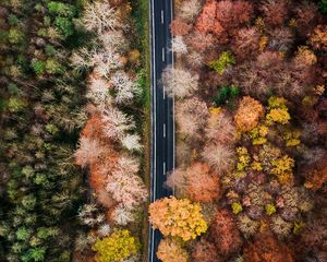 Preview wallpaper road, forest, aerial view, trees, treetops