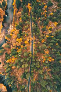 Preview wallpaper road, forest, aerial view, trees, car, autumn