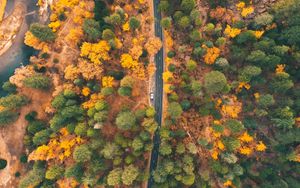 Preview wallpaper road, forest, aerial view, trees, car, autumn