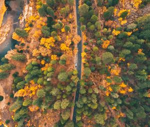 Preview wallpaper road, forest, aerial view, trees, car, autumn