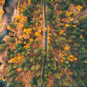 Preview wallpaper road, forest, aerial view, trees, car, autumn