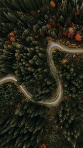 Preview wallpaper road, forest, aerial view, trees, turn