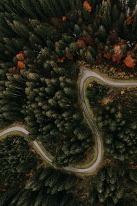 Preview wallpaper road, forest, aerial view, trees, turn