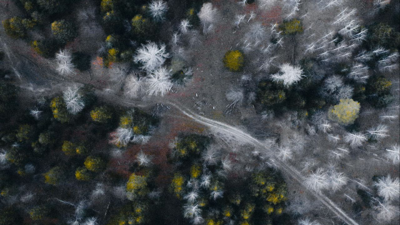 Wallpaper road, forest, aerial view, trees, overview