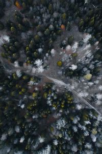 Preview wallpaper road, forest, aerial view, trees, overview