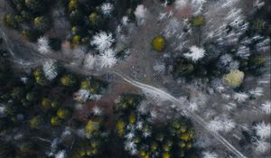 Preview wallpaper road, forest, aerial view, trees, overview