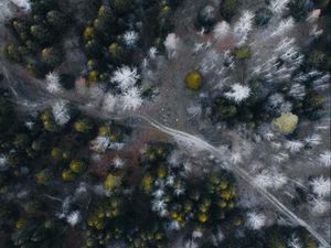 Preview wallpaper road, forest, aerial view, trees, overview