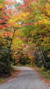 Preview wallpaper road, forest, autumn, trees, colorful