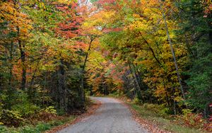Preview wallpaper road, forest, autumn, trees, colorful