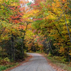 Preview wallpaper road, forest, autumn, trees, colorful