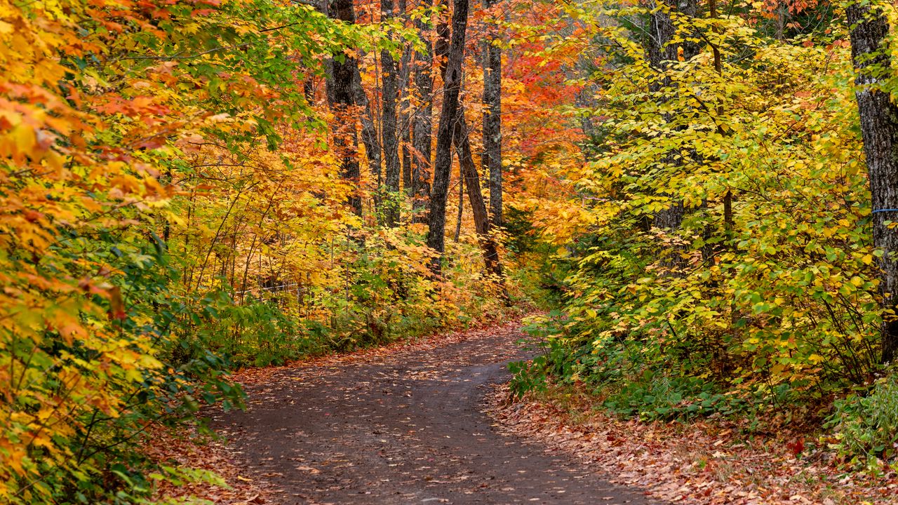 Wallpaper road, forest, autumn, foliage, bright