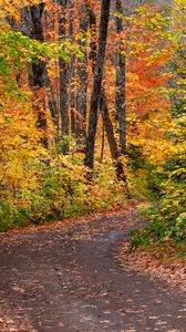 Preview wallpaper road, forest, autumn, foliage, bright