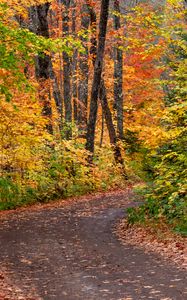 Preview wallpaper road, forest, autumn, foliage, bright