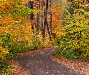 Preview wallpaper road, forest, autumn, foliage, bright