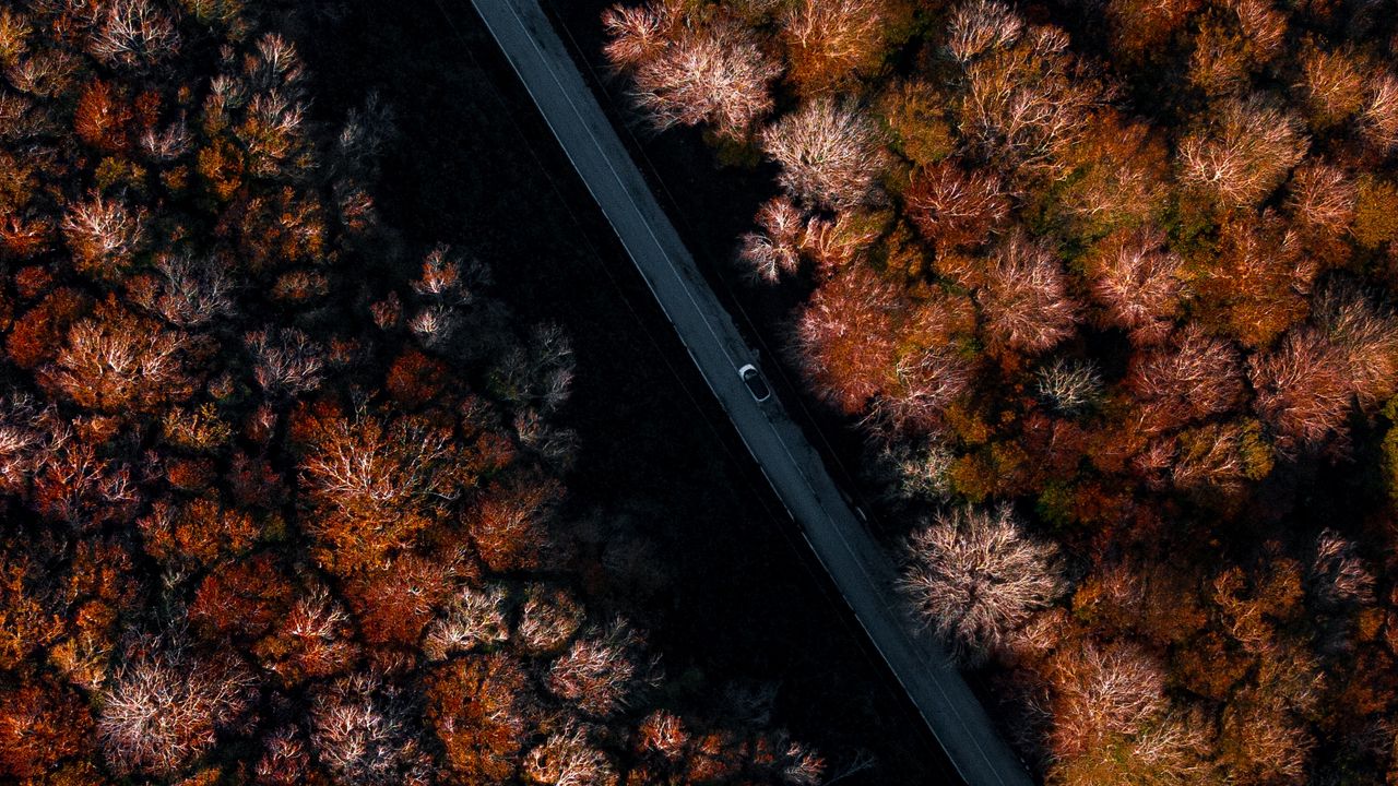 Wallpaper road, forest, autumn, aerial view, trees
